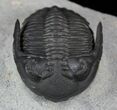 Hollardops Trilobite - Great Eyes #57775-6